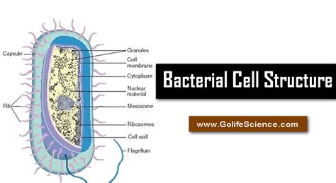 Bacterial Cell: What is the structure and its Composition?