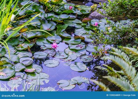 Pond Lily Pads Stock Image Image Of Nature Outdoors 159034809