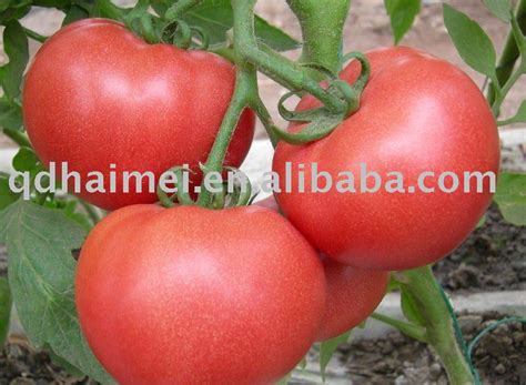 Chinese Tomatoeschina Haimei Price Supplier 21food