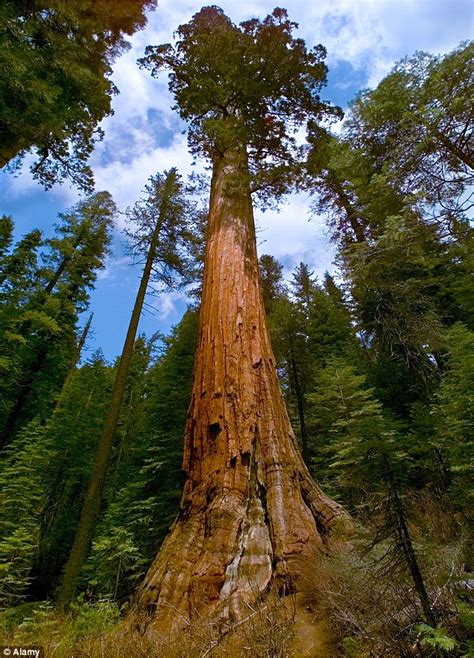 Eden Project has 40 new Redwood trees planted | Daily Mail Online