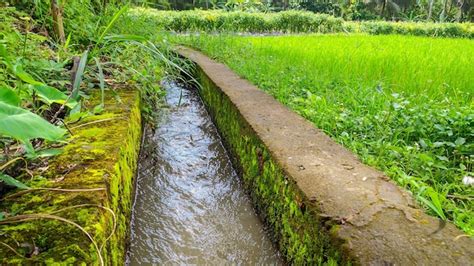 Premium Photo Rice Field Irrigation Rice Field Irrigation System In