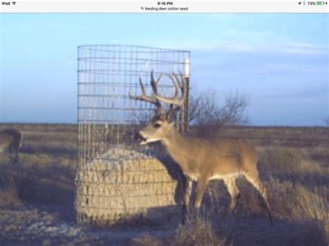 Feeding Cotton Seed For Deer Food Plots Proteins Minerals Feed And Corn Texas Hunting Forum