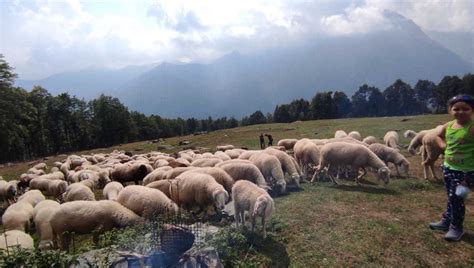 Alpe Sarpeis Branco Di Lupi Uccide Pecore In Trenta Secondi Si