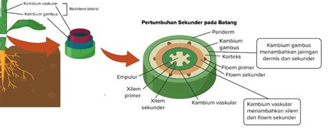 Jaringan Meristem Yang Terdapat Pada Organ Tersebu