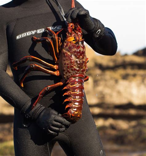 2022-2023 recreational spiny lobster season | Westernbass.com