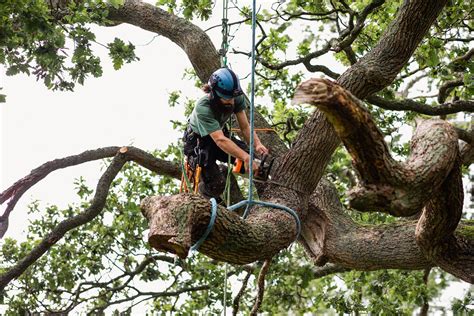 Maintaining Your Trees Arborists Wellington Urban Tree Services