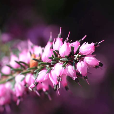 Bruyère Des Neiges Darley Dale Erica Darleyensis Darley Dale