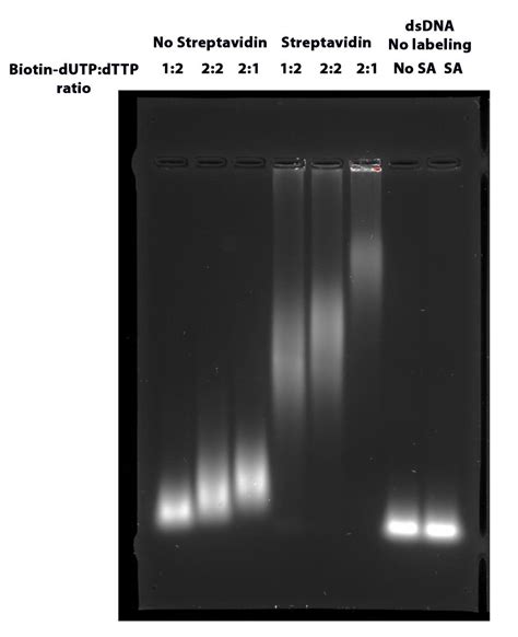 Readilink™ Biotin Nick Translation Dsdna Labeling Kit Aat Bioquest