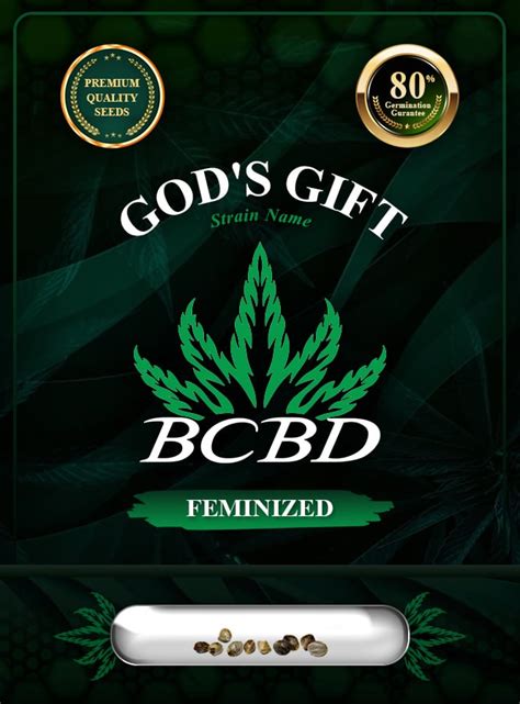 God's Gift Strain Feminized Marijuana Seeds - Rocket Seeds