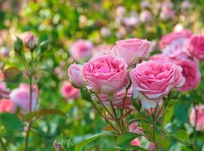 30 Flowers to Start From Seed in April