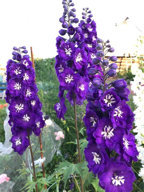 Дельфиниумы | Plants, Garden