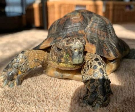 200+ Names for Pet Tortoises (Cool, Funny, & Famous Names) - PetPress