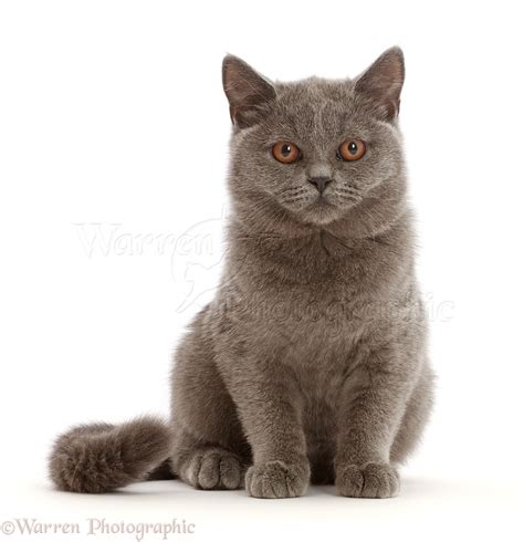 Blue British Shorthair kitten photo WP46250