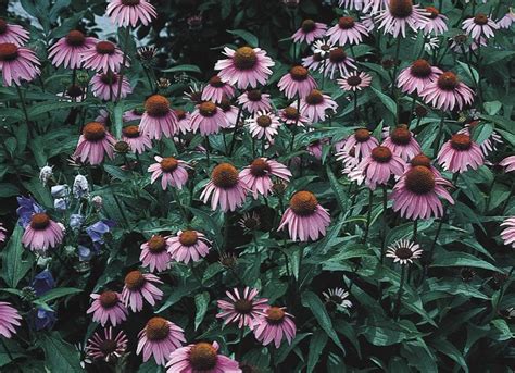 Gallons Purple Coneflower Plants Bulbs And Seeds At