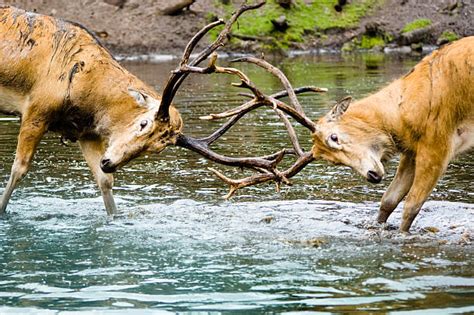 Best Deer Fighting Conflict Antler Stock Photos Pictures And Royalty