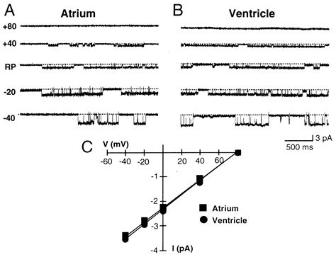 Characterization Of Inwardly Rectifying K Channel In Human Cardiac