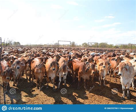 Nice Red Brahman Cattle Editorial Stock Photo Image Of Brahman 266253768