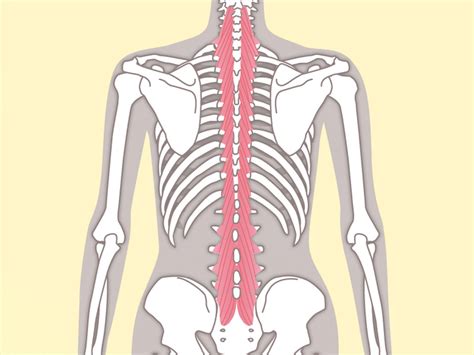 理学療法士が解説【インナーマッスルの鍛え方】最小限の力でポーズが安定する「腸腰筋エクササイズ」 ヨガジャーナルオンライン