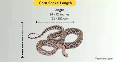 Corn Snake Size Secrets: The Ideal Size and Facts 2024