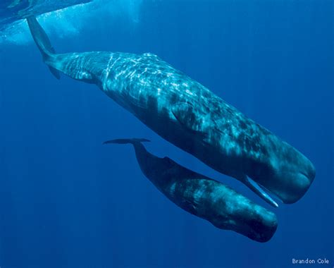 Whales Respiratory system﻿