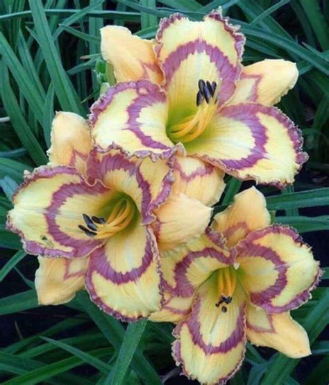 Daylily Reblooming For Planting Peculiar Hemerocallis Fulva Surprise To