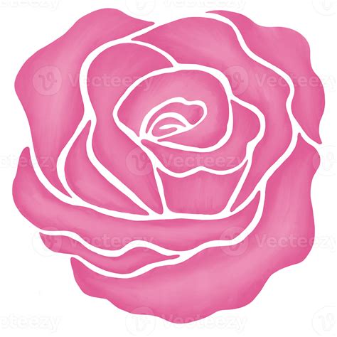 Free Pink Rose Flower Drawing Illustration Png With