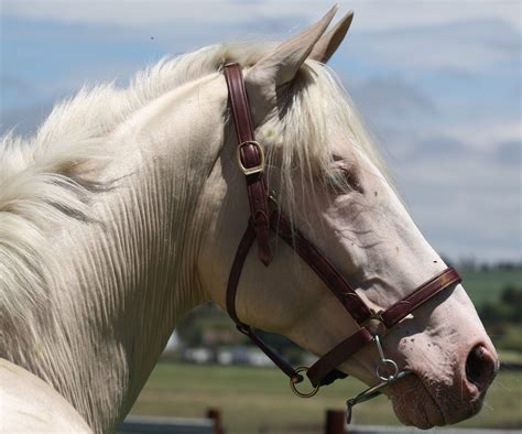 5 Beautiful Coat Colors In Horses Your Horse Farm