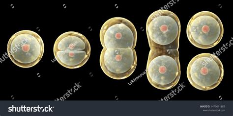 81 Amitosis Images, Stock Photos & Vectors | Shutterstock