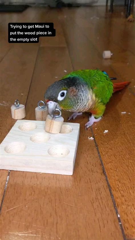 Green Cheek Conure During Training Session | Pet bird, Cute animals ...