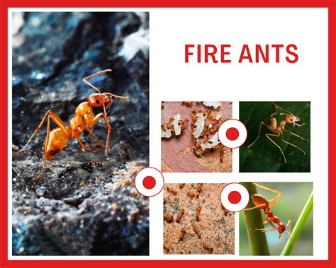 Fire Ants