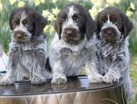 German Wirehaired Pointer Info, Temperament, Puppies, Pictures