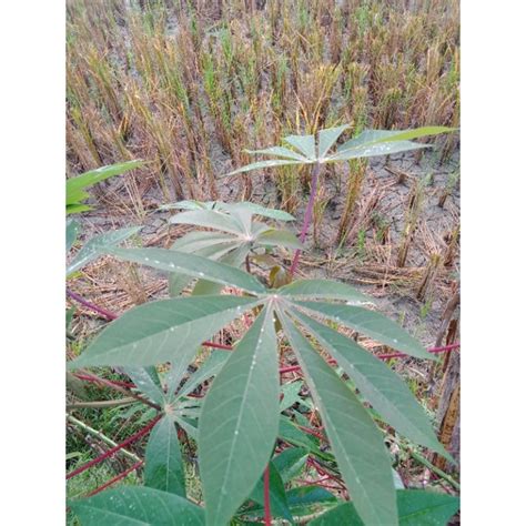 Jual Daun Singkong Pohon Daun Ketela Pohong Ketela Pohon Sayur Ketela