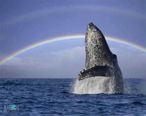 Humpback Whale Wallpapers Wallpaper Cave