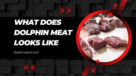 What Does Dolphin Meat Looks Like and Should We Eat It? | DolphinXpert