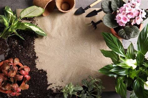 Composici N Puesta Plana Con Los Potes Las Plantas Caseras Y Las