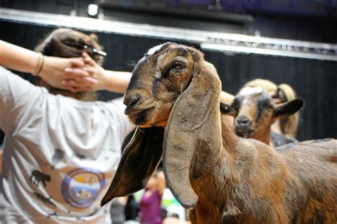 Goat meditation | The Courier Mail