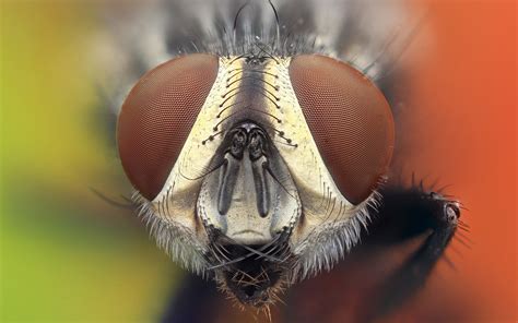 Wallpaper Animals Nature Fly Head Fauna Close Up Macro