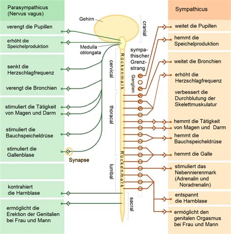 Das Vegetative Nervensystem Vegetatives Nervensystem Wikipedia