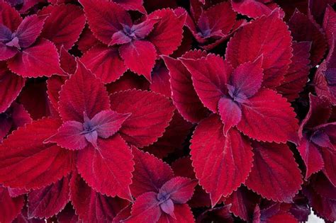 Coleus Coleus Main Street Beale Street From American Farms