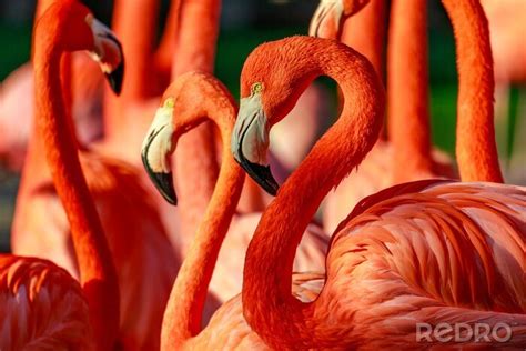 Bild Rote Flamingos in der Sonne nach Maß myredro de