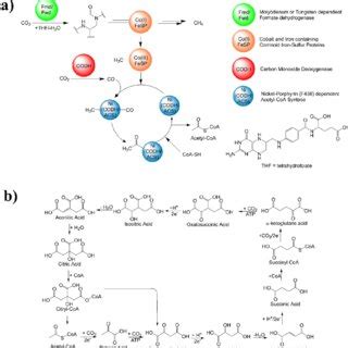 (a) Acetyl-CoA pathway depicted with the general scheme and ...