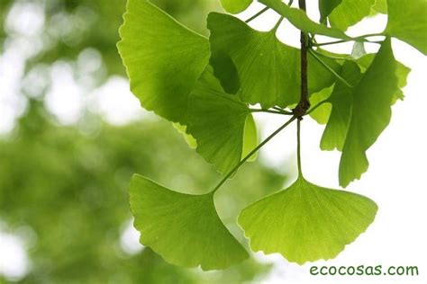 Ginkgo Biloba Para Qué Sirve Propiedades Y Beneficios