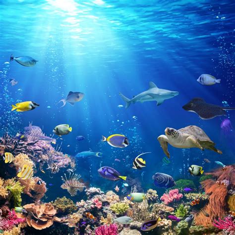 What Is The Spiritual Meaning Of Fish In A Dream Insight State