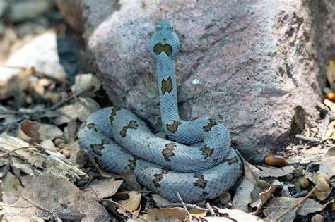 Blue Snake Species