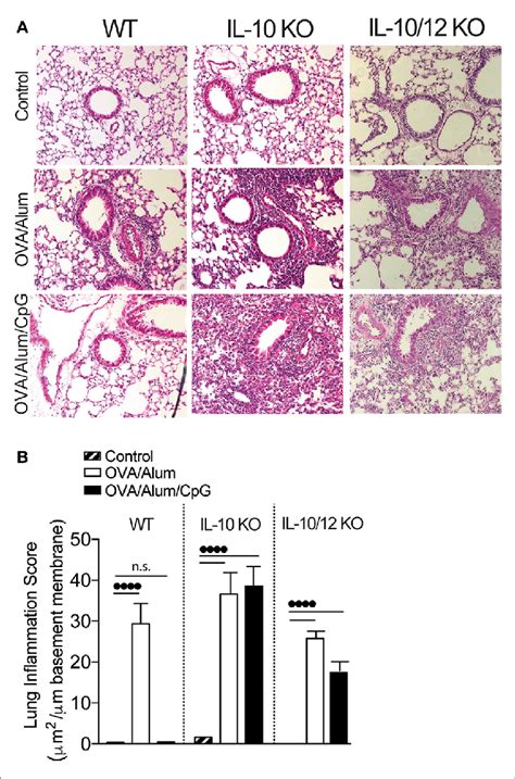 Lung Histology And Lung Inflammation Score Of Wild Type Wt Download Scientific Diagram