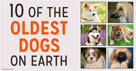 10 of the Oldest Dog Breeds on Earth