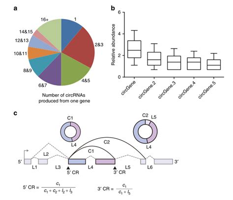 Zheng Q Et Al Circular Rna Profiling Reveals An Abundant Circhipk