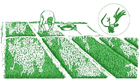 How To Pull Rice Seedlings Irri Rice Knowledge Bank