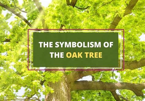 Oak Tree Symbolism | Oak tree symbolism, Oak tree, Plant symbolism