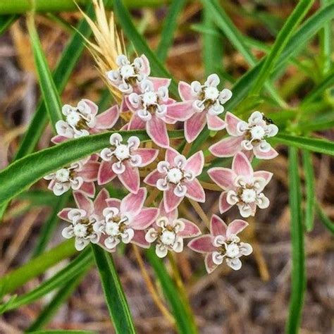 Narrow leaf milkweed | Milkweed, Asclepias, Native plants